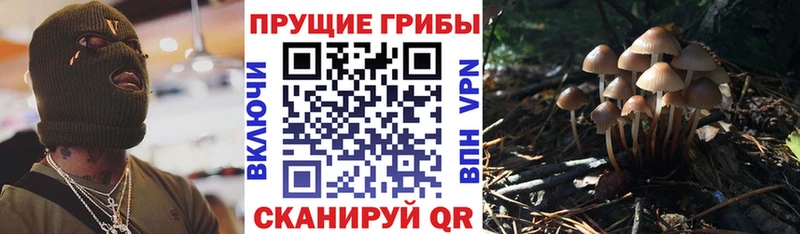 Купить где  Алапаевск  Псилоцибиновые грибы GOLDEN TEACHER 
